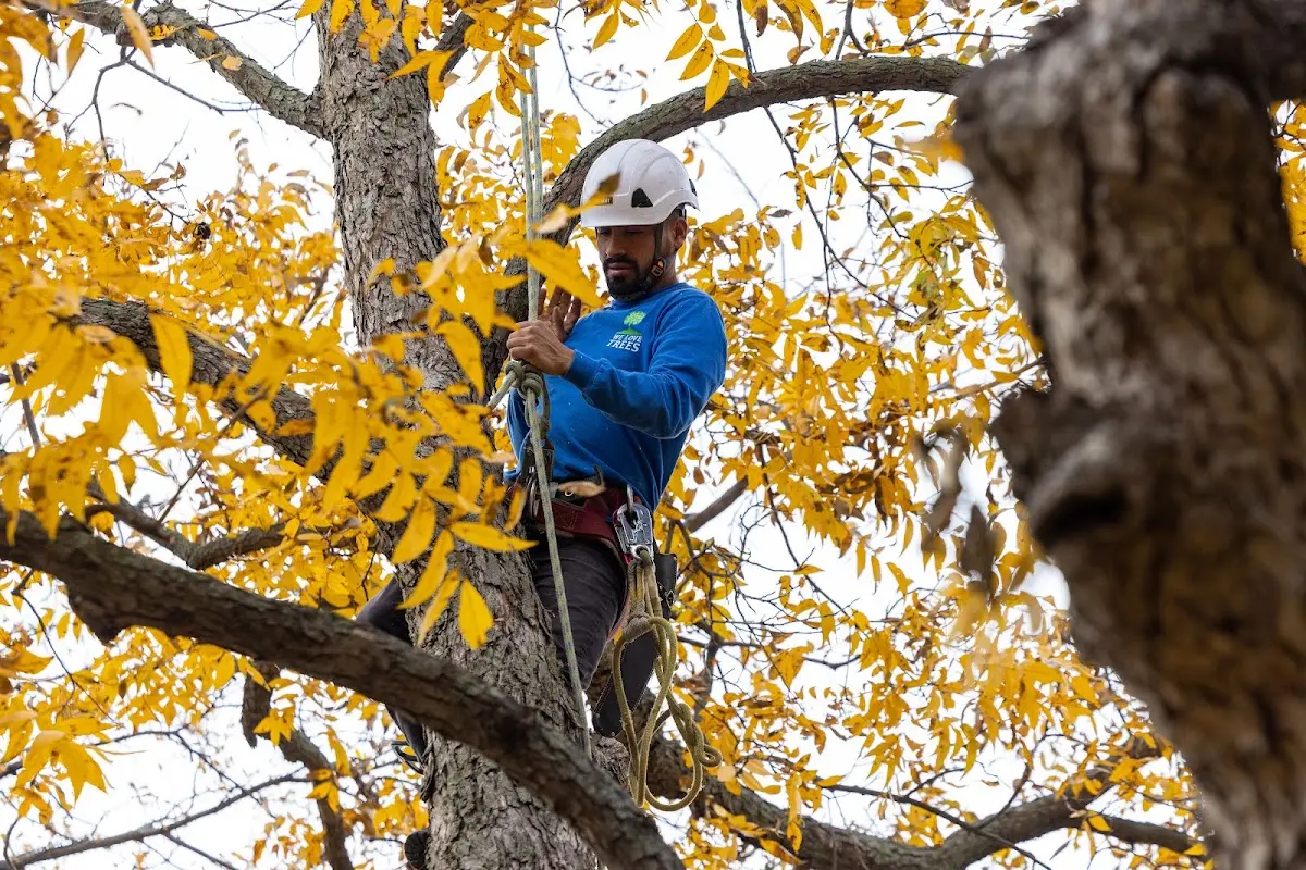 Skilled Tree Trimming crew working in Taconite